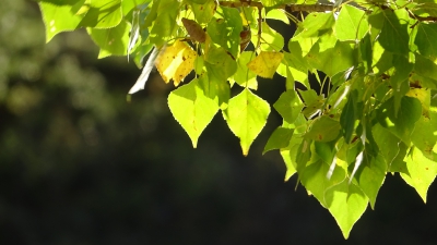 Embalse de Chincha. Puente de Vadillos