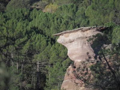 Corbeteras. Pajaroncillo