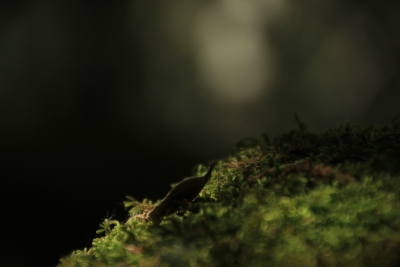 Valdemoro de la Sierra. Los Casares_
