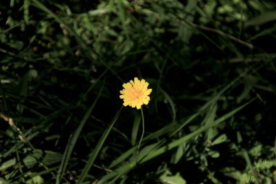 Nacimiento del Rio Cuervo. Cuenca_