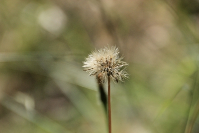 Nacimiento del Rio Cuervo. Cuenca_