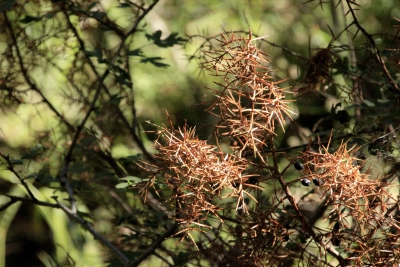 Nacimiento del Rio Cuervo. Cuenca_