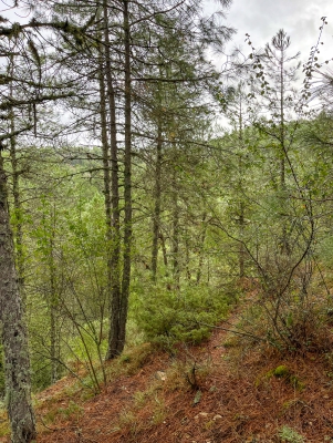 Las Torcas. Cuenca.- Las Torcas. Cuenca.-