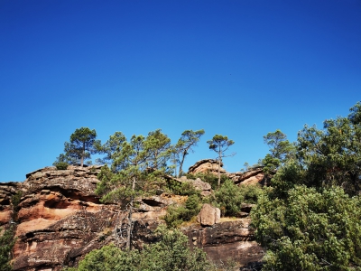 Miradores. Corbeteras. Pajaroncillo__