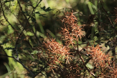 Nacimiento del Rio Cuervo. Cuenca_