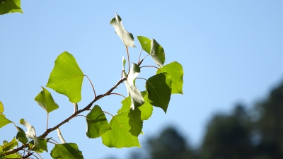 Otoño. Embalse de Chincha. Puente de Vadillos