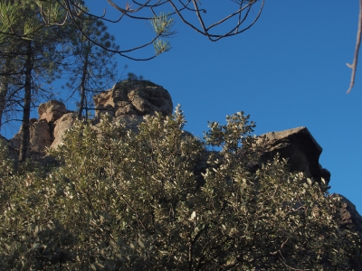 Corbeteras. Pajaroncillo