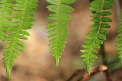 Valdemoro de la Sierra. Pozo Batanero_