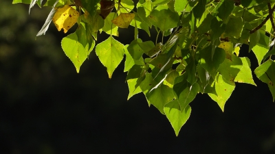 Embalse de Chincha. Puente de Vadillos