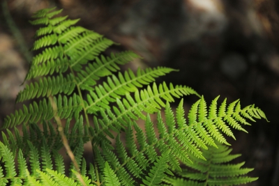 Valdemoro de la Sierra. Pozo Batanero_