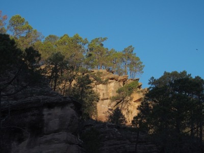 Corbeteras. Pajaroncillo