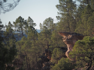 Corbeteras. Pajaroncillo