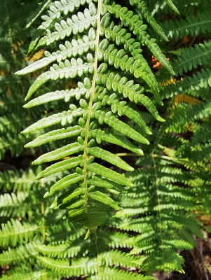 Villar del Humo. Selva Pascuala__