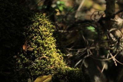 Los Casares. Valdemoro de la Sierra_ Los Casares. Valdemoro de la Sierra_