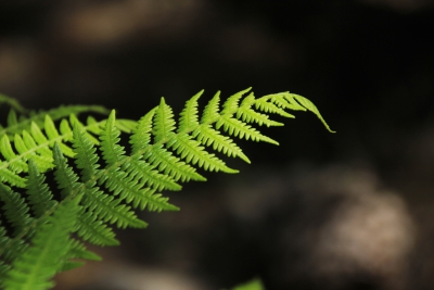 Valdemoro de la Sierra. Pozo Batanero_