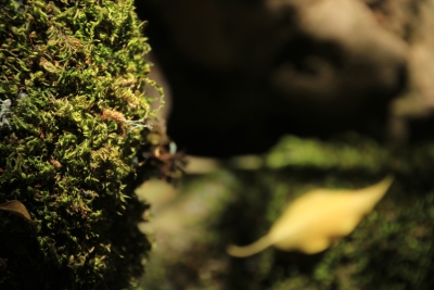 Valdemoro de la Sierra. Los Casares_