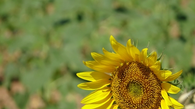 Collados. Sotorribas_