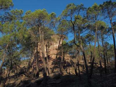 Corbeteras. Pajaroncillo