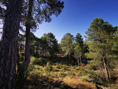 Callejones. Las Majadas__