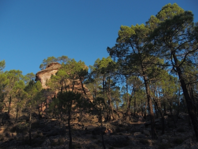 Corbeteras. Pajaroncillo