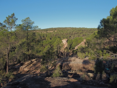 Corbeteras. Pajaroncillo