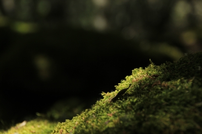 Valdemoro de la Sierra. Los Casares_