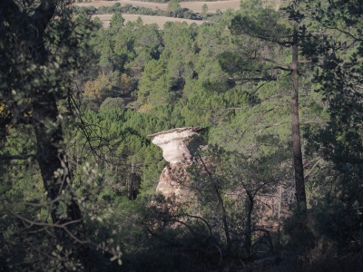 Corbeteras. Pajaroncillo
